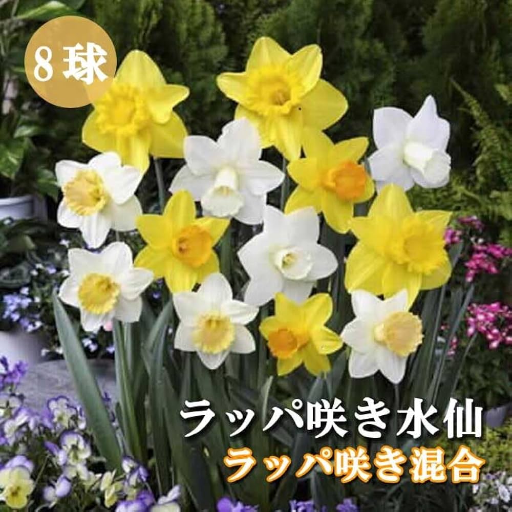 61Nf+WhSONL._UF1000,1000_QL80_.jpg